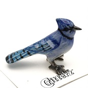 BluejayLittle